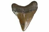 Juvenile Megalodon Tooth - Georgia #158820-1